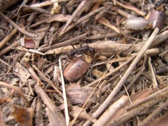 Les fourmis sèment les graines de manioc.