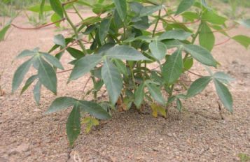 Les graines, enfouies profondèment dans le sol, dans les nids de fourmis, remontent grâce aux pluies. Quelques semaines plus tard, des plantules de manioc sortent de terre.