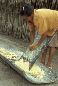 Le manioc est râpé...