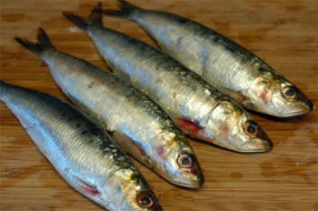 La sardine, avec le maquereau, le saumon, la truite et le hareng, sont les poissons les moins onéreux, et les plus riches en Oméga3