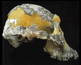 Crâne d’australopithecus afarensis (entre 4 et 3 millions d’années)