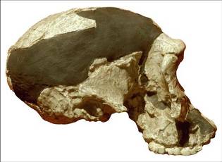 crâne d’homo habilis (entre 2,6 et 1,5 millions d’années)