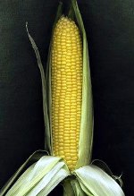 Le maïs génétiquement modifié était la seule céréale cultivée en France, jusqu’au moratoire en 2007