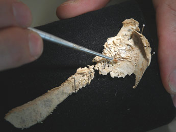 Materpiscis attenboroughi est le premier embryon fossile découvert avec son cordon ombilical