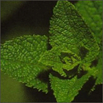 La menthe fait partie des plantes naturellement répulsives pour les insectes