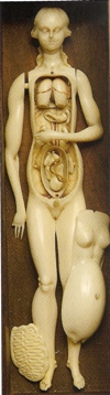 Vébus anatomique sculptée dans l’ivoire (XVIIe siècle), statue conservée à la bibliothèque de l’Académie nationale de médecine