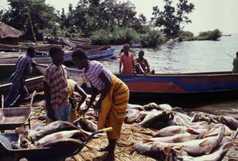 Lac Victoria ; les femmes transportent les poissons (des perches du Nil) capturés pour le traitement, 1991