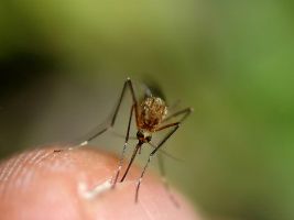 Le moustique vecteur du Chikungunya est l’Aedes albopictus