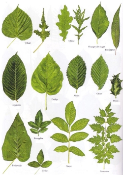 Différentes feuilles d’arbres