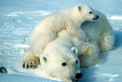 Ours polaire avec son petit