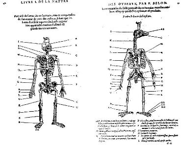 Pierre Belon publie en 1555 une illustration dans laquelle il compare le squelette humain avec celui d ’un oiseau.