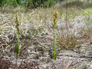 La laîche des sables (carex arenaria) étouffe les autres plantes quand elle se trouve sur un sol sablonneux