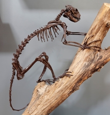 Dans l’histoire des mammifères modernes, Notharctus est un des premiers représentants des primates, une lignée qui donnera plus tard les lémuriens, les singes actuels… et l’homme. Il est parfaitement équipé pour s’agripper aux branches et vivre dans les arbres.