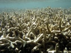 Le blanchiment des récifs coralliens (ici à la Réunion)