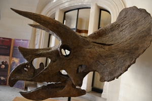 Crâne de Tricératops