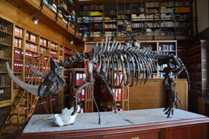 Squelette de Rhinocéros laineux exposé dans la bibliothèque de l’IPH