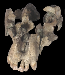 Vue du crâne reconstitué de l’Ugandapithecus major