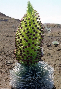 Sabre d’argent en floraison