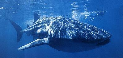 Le requin-baleine est le plus grand poisson du monde. Contrairement à ses cousins, il se nourrit surtout de plancton en ouvrant une bouche démesurée.