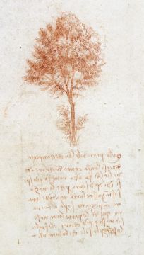 Etude d’arbre. Vers 1500-1505.